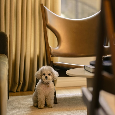 Dog-friendly
